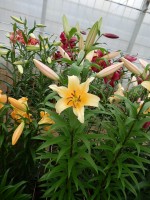 [4141 Avocado No01.JPG]